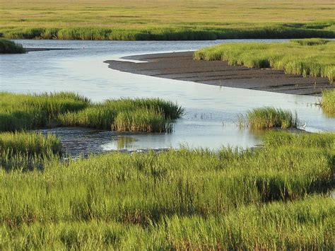 Tidal Marsh Photograph by Al Powell Photography USA