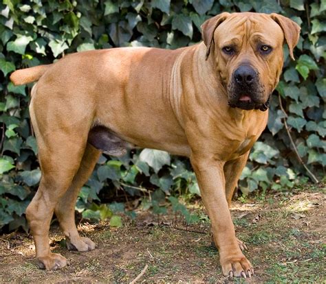 Boerboel Dog Breed » Everything About Boerboels