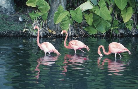 Everglades National Park - Wildlife and Excitement - 7 Days Abroad