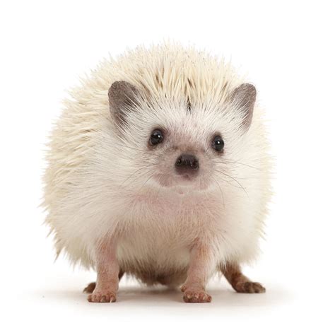 White Pygmy Hedgehog Photograph by Mark Taylor - Pixels