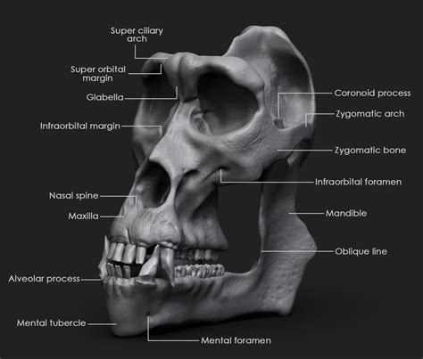 Gorilla skull study, Yasser Slama on ArtStation at https://www ...