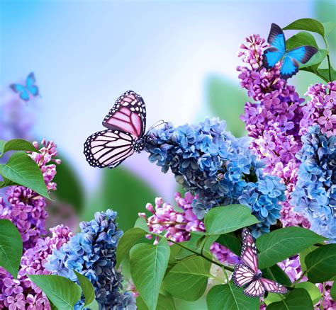 Free photo: Butterfly on Lilac - Butterfly, Lilac - Free Download - Jooinn