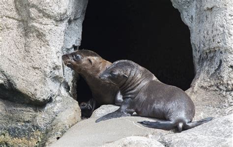 Two California Sea Lion Pups Born at WCS’s Bronx Zoo > Newsroom