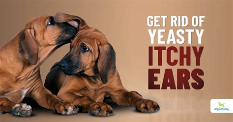 Dog Ear Yeast Infection: Causes & Solutions - Dogs Naturally