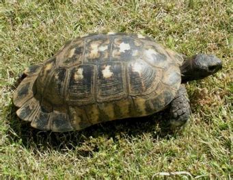 Buy an Marginated Tortoise | Riparian Farms: Captive Bred Tortoise and Turtles