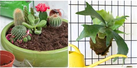 20 Best Indoor Plants - Good Inside Plants for Small Space Gardening