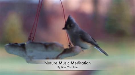 Nature Music Meditation (Birds) - YouTube