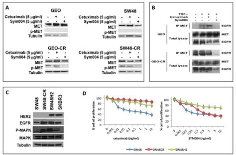 Effects of cetuximab or SYM004 in human colorectal cancer cell lines ...