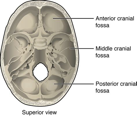 Floor Of Skull Labeled Diagram Top View | Viewfloor.co