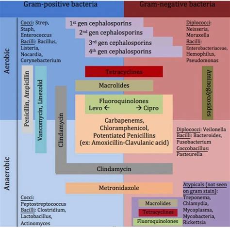 Gram-negative positive bacteria antibiotics | Gram negative bacteria ...