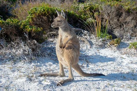 9 Unique Places Where You Can See Kangaroos in Australia (must-see places with photos) - Lucky ...