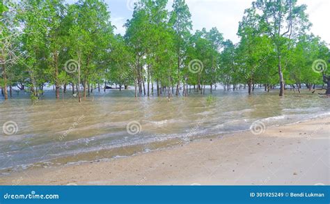 Tropical Coastal Ecosystem with Perepat Plants (Sonneratia Alba) Stock Image - Image of beach ...