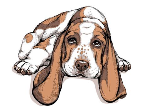 Basset Cartoon Clipart Hound