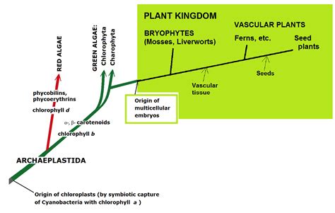 B140: Bryophytes