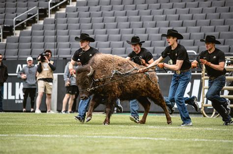 Meet CU's Live Mascot, Ralphie the Buffalo! - Hingham Anchor