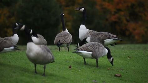 Canada Goose Flock Chaos - YouTube