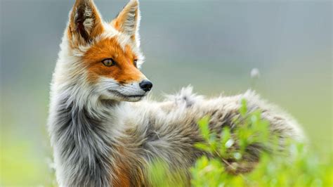 Beautiful Fox Wallpapers - Top Free Beautiful Fox Backgrounds ...