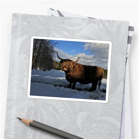 "Scottish Highland Cattle Cow 1080" Sticker by SaarelaHighland | Redbubble