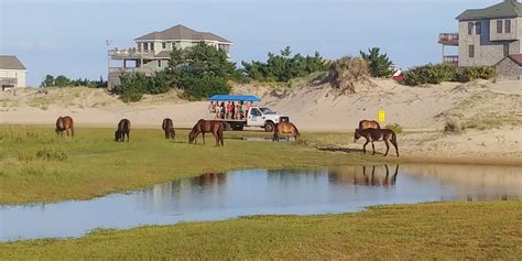 Gallery | Corolla Wild Horse Tours | Outer Banks, NC