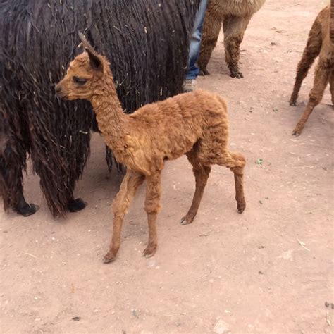 Alpaca baby in Peru