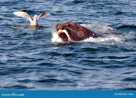 Sea Lion Eating Fish Royalty Free Stock Photos - Image: 2308728