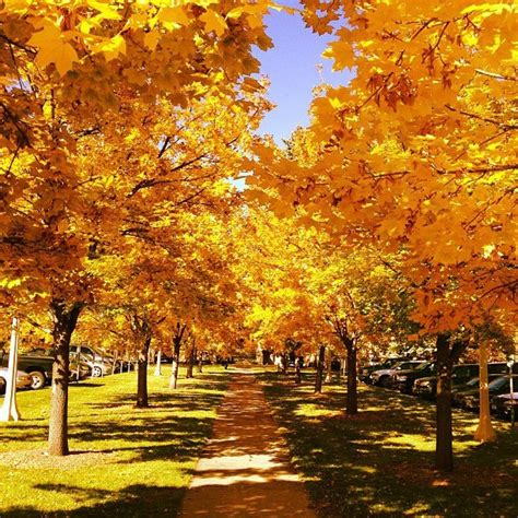 Autumn on the Colorado State campus=beautiful! | Colorado state university campus, Colorado ...