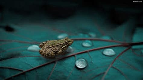 Frog High Definition Wallpaper - Rain Drops In Leaves Hd - 1920x1080 ...