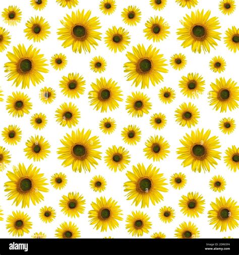 Seamless pattern with real yellow sunflower flowers in high resolution ...