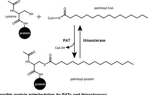 Table 1.1 from Regulation of Palmitoylation Enzymes and Substrates by ...