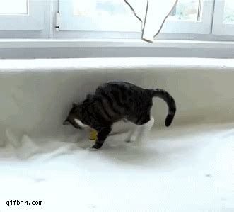 Cat Playing GIF - Find & Share on GIPHY