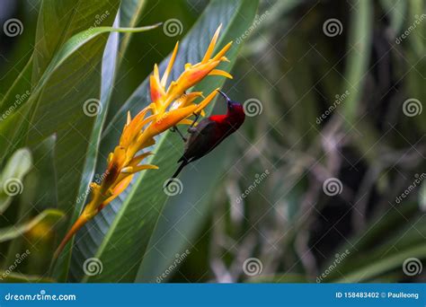 Crimson Sunbird, Botanical Gardens, Singapore Stock Photo - Image of ...