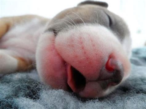 Cute Baby Pitbull Sleeping | Funlexia - Funny Pictures