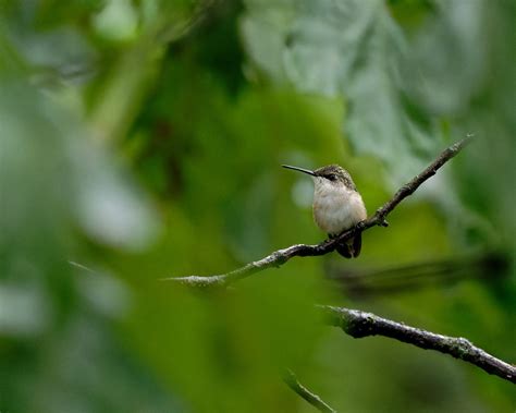 Nikon 300mm f/4E PF Lens Review: Lightweight and Lovable