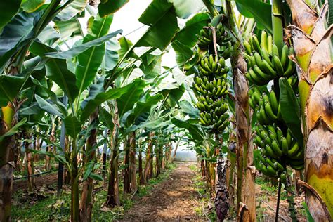 How To Grow A Banana Tree - Minneopa Orchards