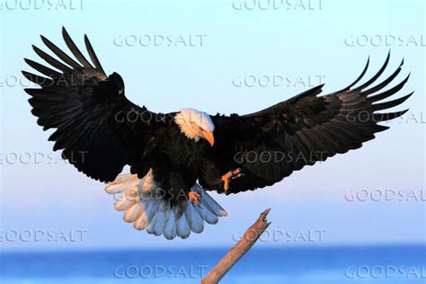 Eagle Landing on a Branch - GoodSalt