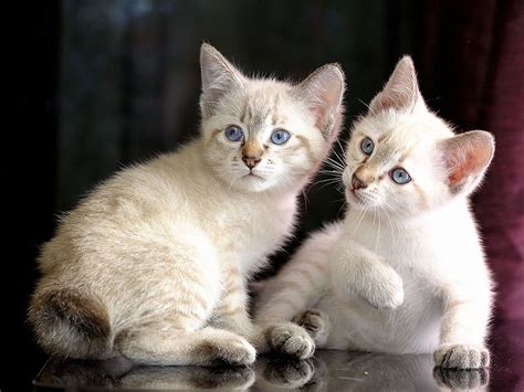 Mekong Bobtail Cat: Breed Info, Pictures, Traits & Facts - Catster