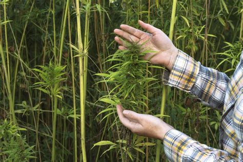 Hemp Farming In America Isn't Going as Well as We Thought it Would