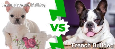 Teacup French Bulldog vs. French Bulldog: What Are 8 Key Differences? - IMP WORLD