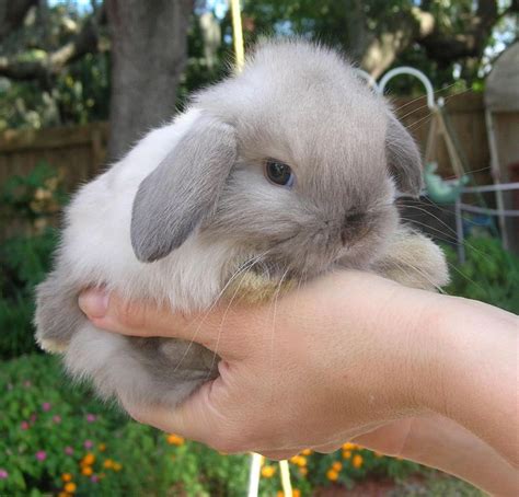 Giant Pet Rabbits For Sale - Petspare