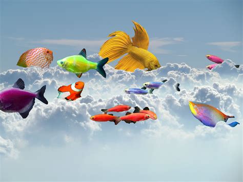 Fish Swimming In the Sky | Escalante Photography