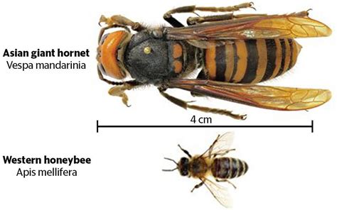 'Murder Hornets,' with sting that can kill, lands in US | Daily Mail Online