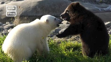 Grizzly And Polar Bear Cub - Daune Eolande