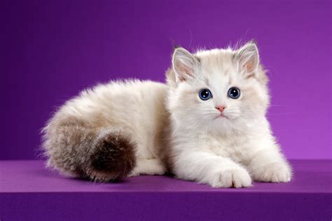 Download Baby Animal Kitten Animal Cat HD Wallpaper