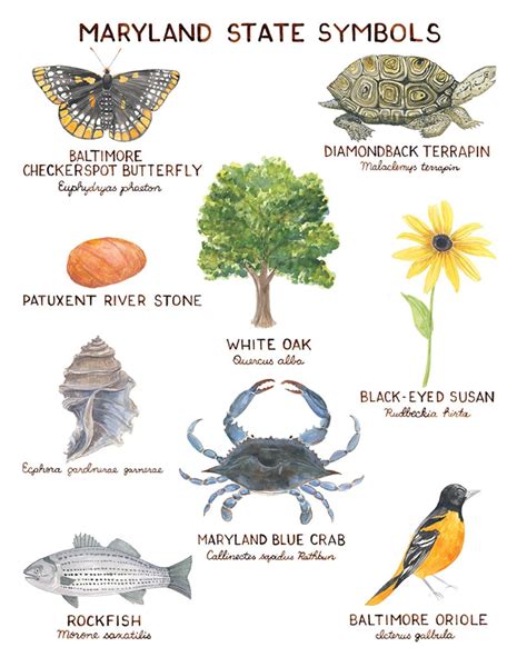 Maryland State Symbols Art Print / Maryland Art / State - Etsy