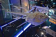 Category:Thunnus anatomy - Wikimedia Commons