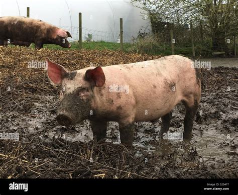 Happy pig mud hi-res stock photography and images - Alamy