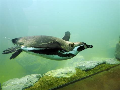 Can Penguins Breathe Underwater? - Penguins Blog