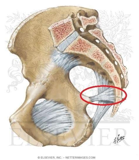 sacrospinous ligament - Google Search | Anatomy, Google search