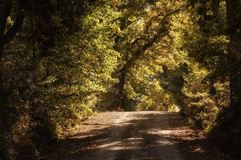 Tunnel from the trees | Stock image | Colourbox