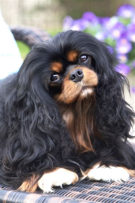 329 best Black and Tan - Cavalier King Charles Spaniel images on ...